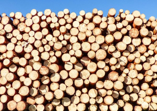 pexels-pixabay-247701